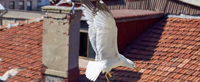 Residential Chimney Animal Removal Solution in Hanford, CA