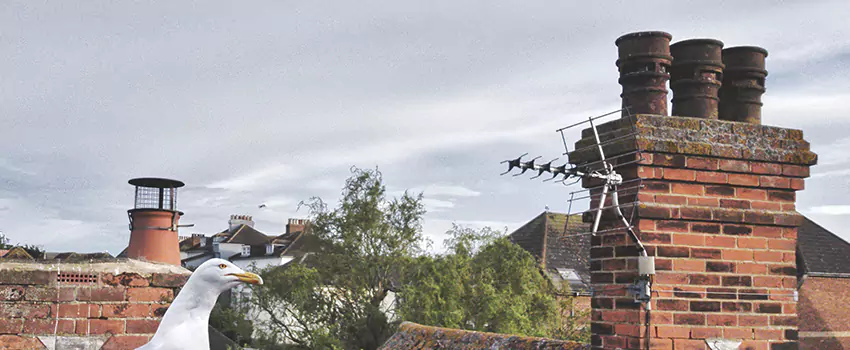 Chimney Cleaning And Restoration in Hanford, California
